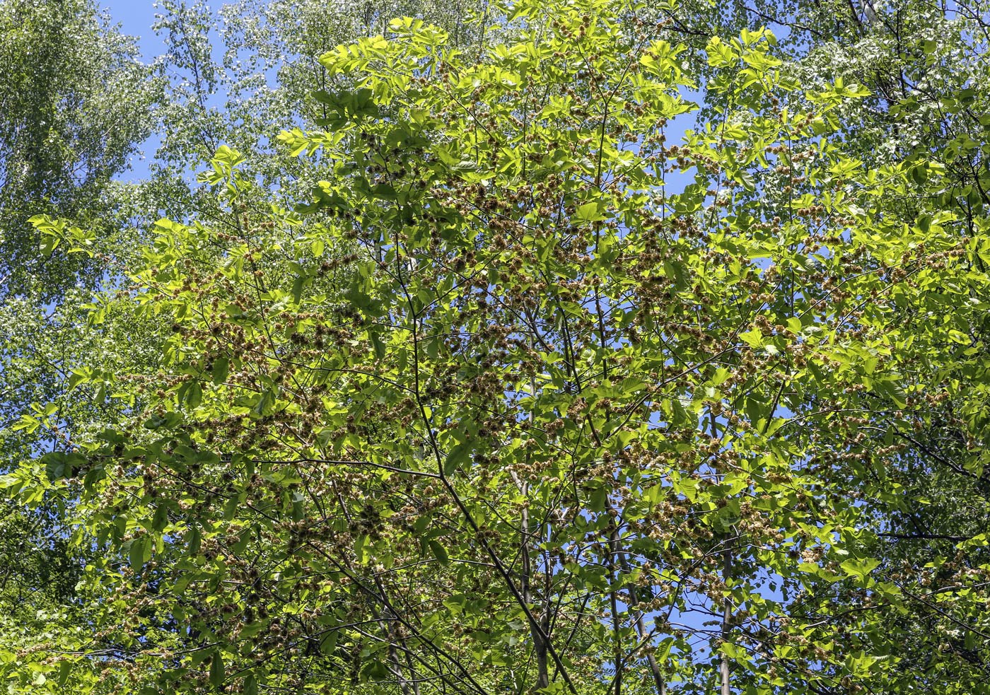 Image of Ulmus glabra specimen.