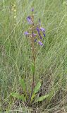 Campanula sibirica