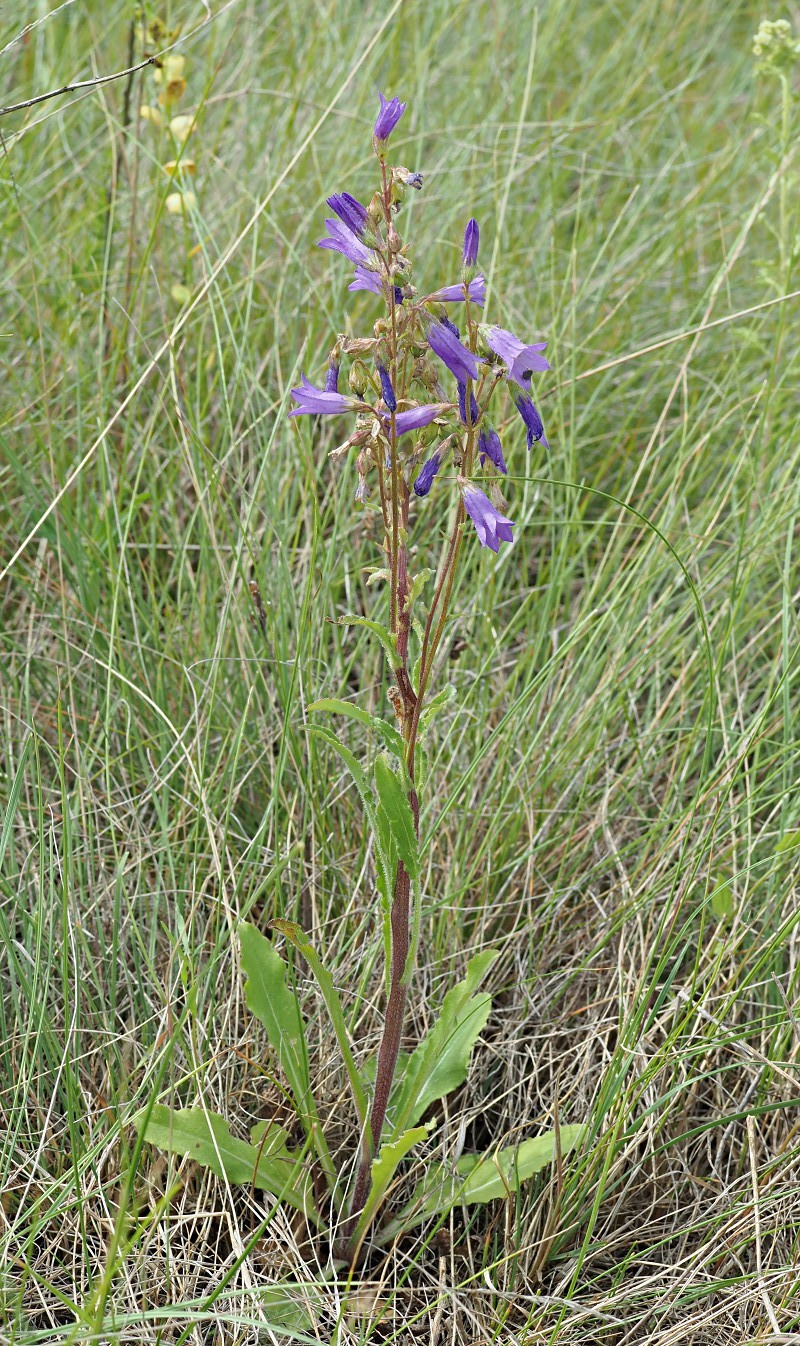 Image of Campanula sibirica specimen.