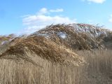 Phragmites australis. Прошлогоднее соплодие. Хабаровск, Большой уссурийский остров. 25.04.2020.