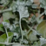 Dichondra argentea