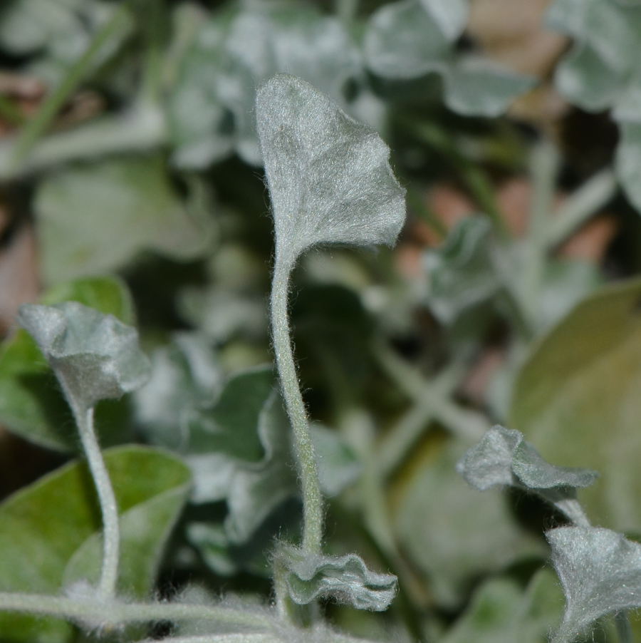 Изображение особи Dichondra argentea.