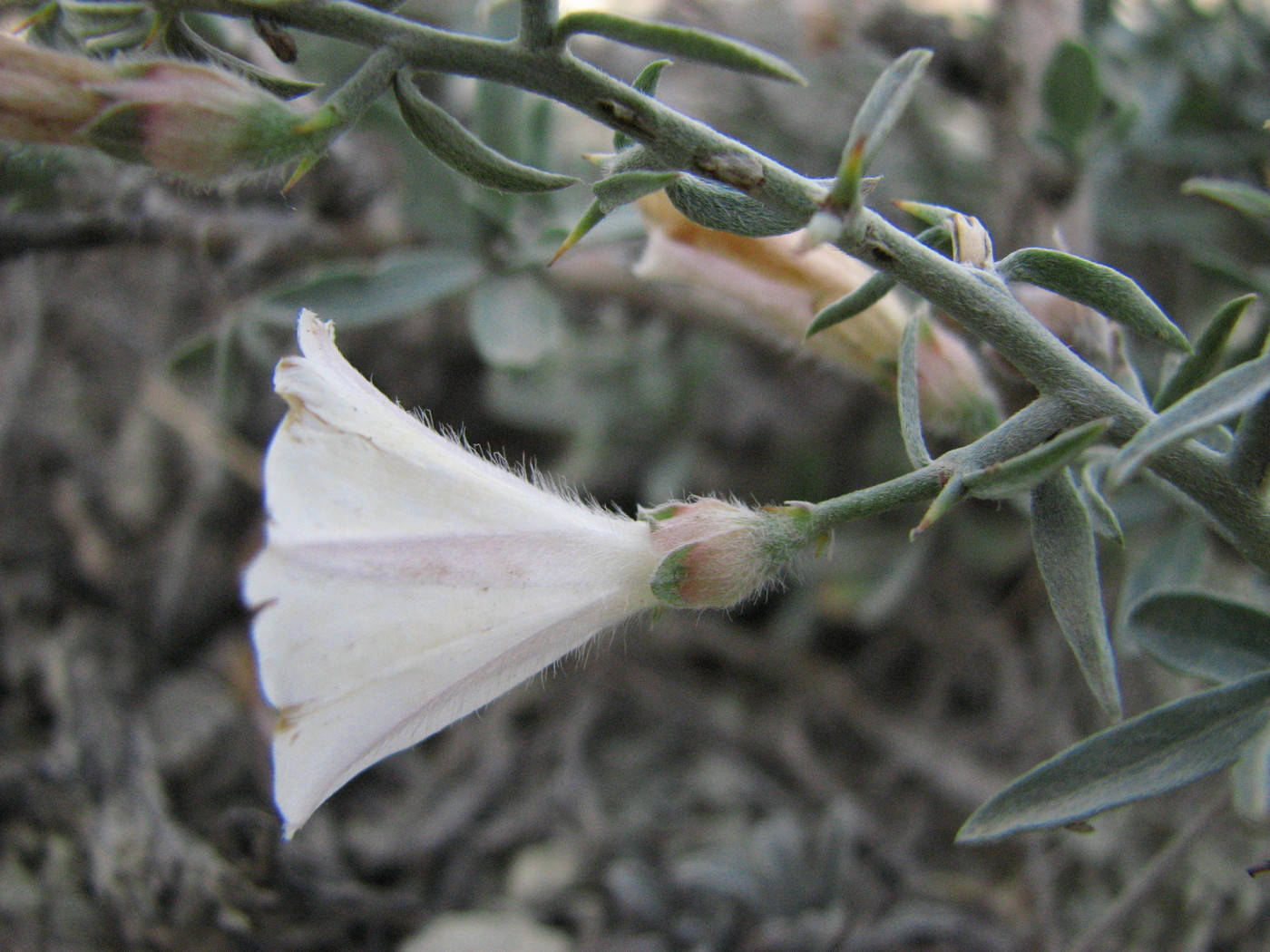 Image of Convolvulus fruticosus specimen.