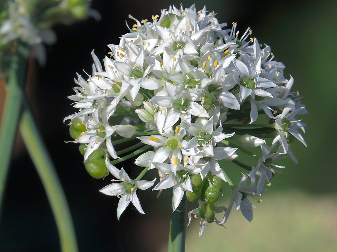 Image of Allium ramosum specimen.