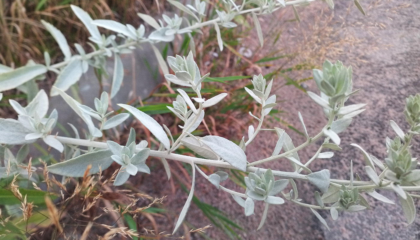 Изображение особи Artemisia ludoviciana.