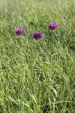 Allium barsczewskii. Цветущие растения на разнотравном лугу. Южный Казахстан, южные предгорья Боролдайтау, вершина 797.3. 20.05.2010.
