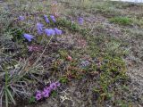 Campanula rotundifolia