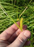 Carex vesicaria