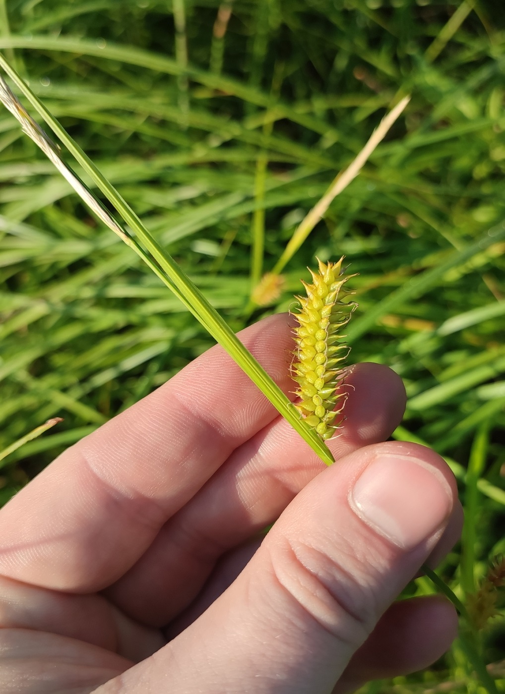 Изображение особи Carex vesicaria.