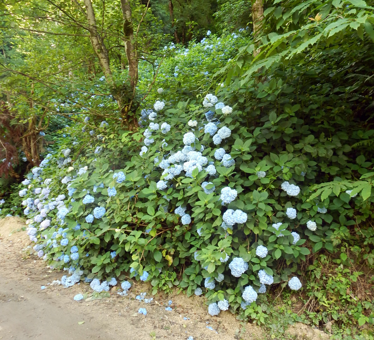 Image of Hydrangea macrophylla specimen.