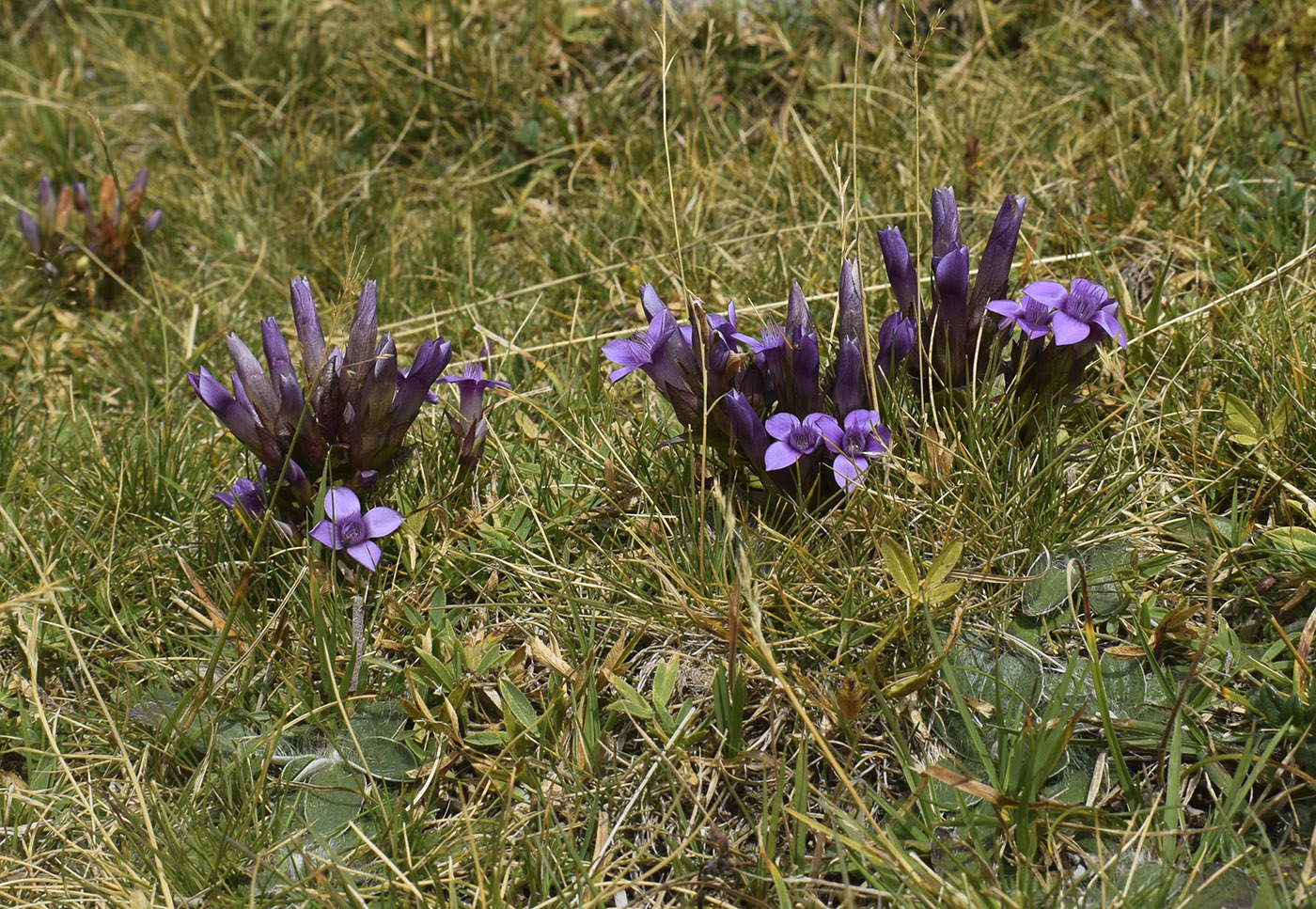 Изображение особи Gentianella campestris.