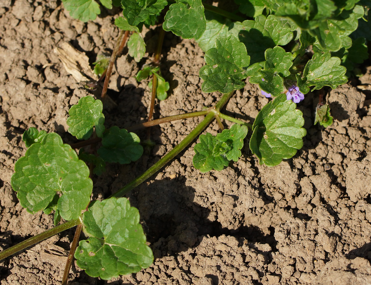 Image of Glechoma hederacea specimen.