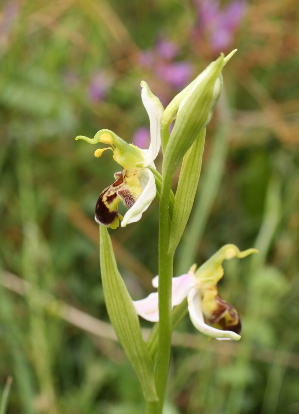 Image of Ophrys apifera specimen.