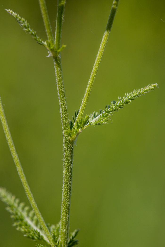 Image of genus Achillea specimen.