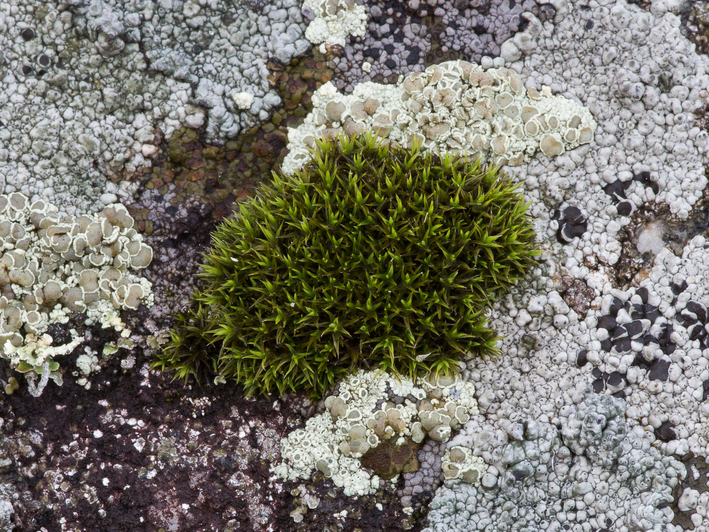 Image of genus Schistidium specimen.