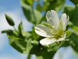 Cerastium davuricum. Цветок. Республика Алтай, Шебалинский р-н, долина р. Камлак, закустаренный сырой луг. 01.07.2010.