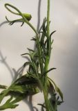 Papaver tichomirovii