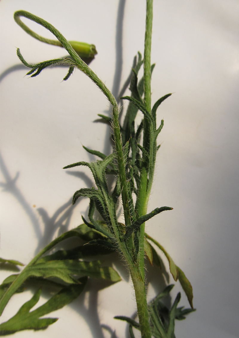 Image of Papaver tichomirovii specimen.