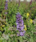 Lavandula angustifolia. Соцветие. Москва, Якиманка, ЦПКиО им. Горького, Партер, в культуре. 29.08.2020.