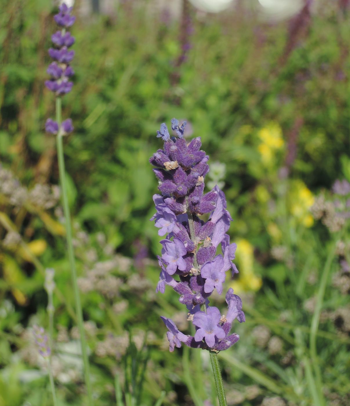 Image of Lavandula angustifolia specimen.