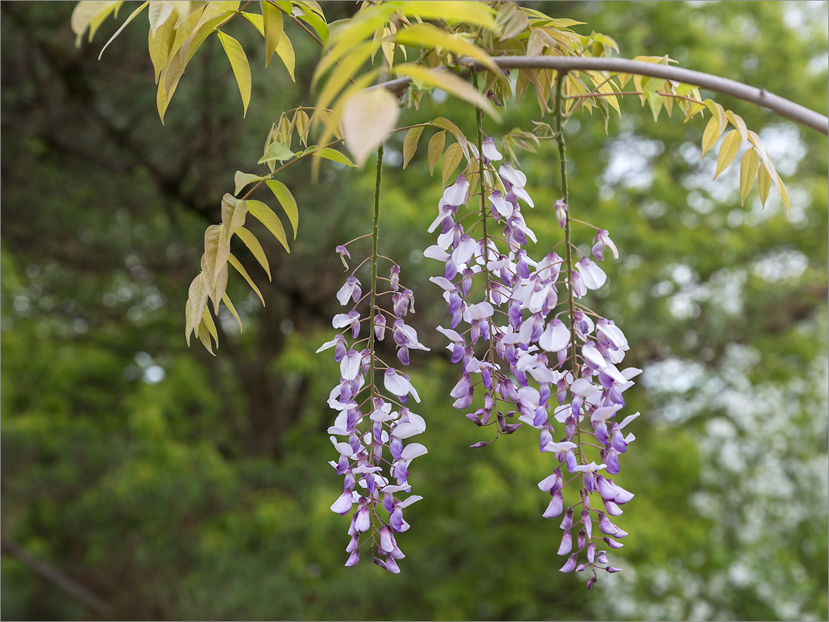 Изображение особи Wisteria sinensis.