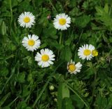 Bellis perennis. Цветущее растение на влажном лугу. Азербайджан, Исмаиллинский р-н, окр. Ивановки. 20.04.2010.