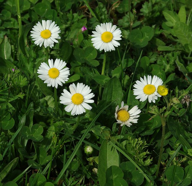 Изображение особи Bellis perennis.