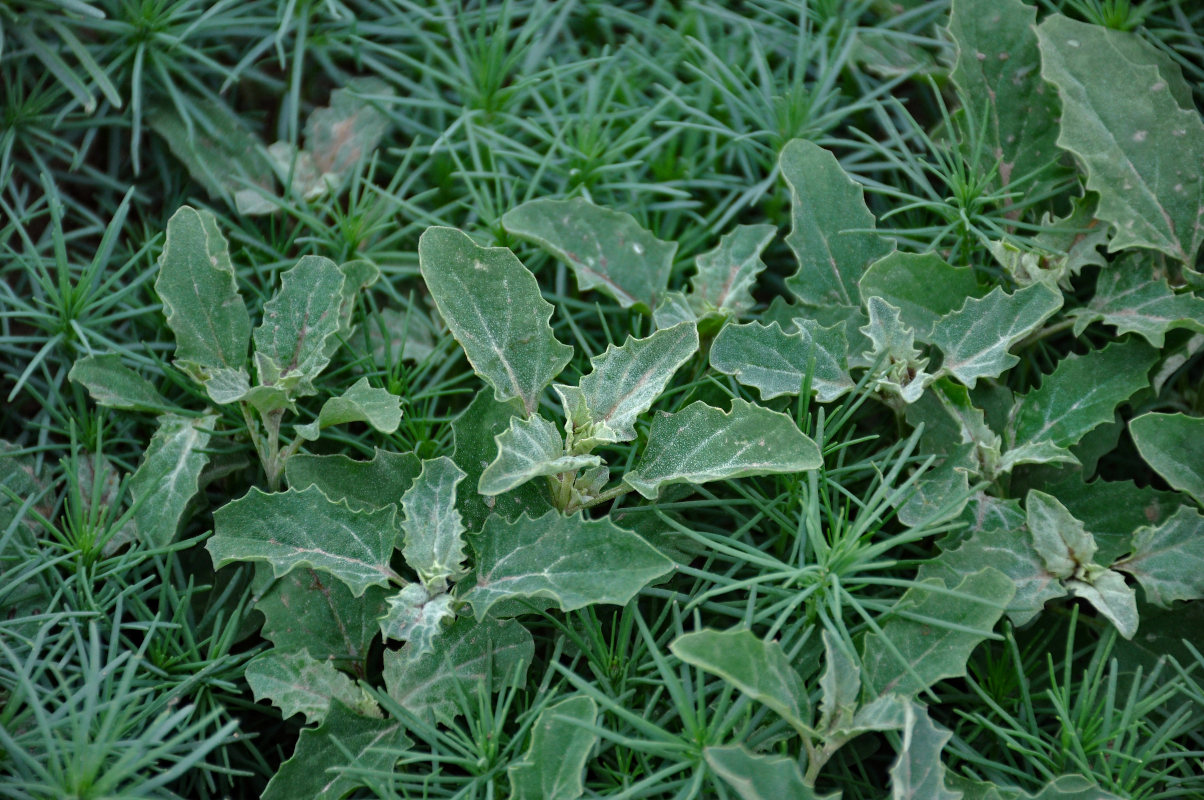 Image of Atriplex tatarica specimen.