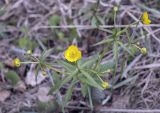 Ranunculus monophyllus