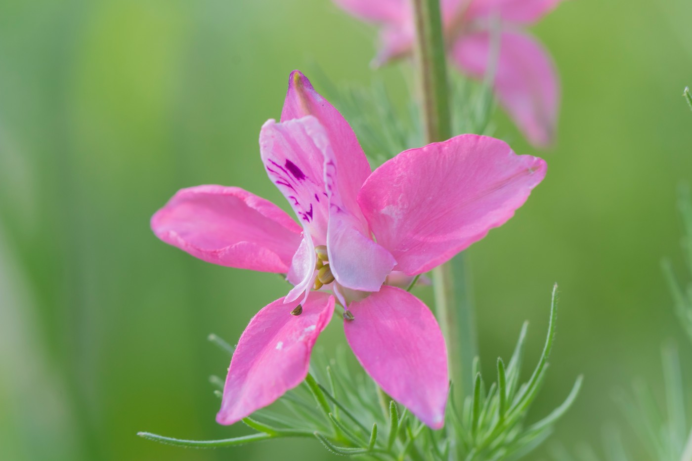 Изображение особи Delphinium hispanicum.