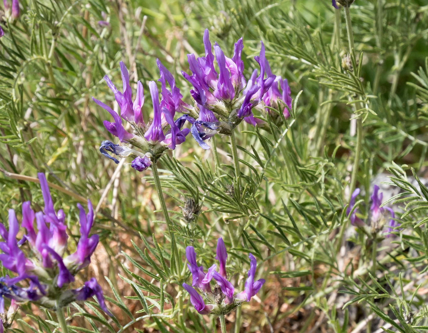 Изображение особи Astragalus circassicus.