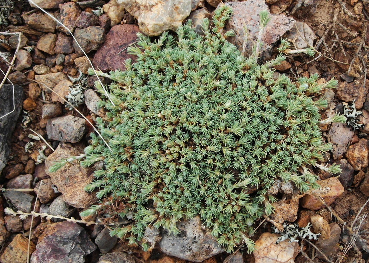 Image of genus Camphorosma specimen.