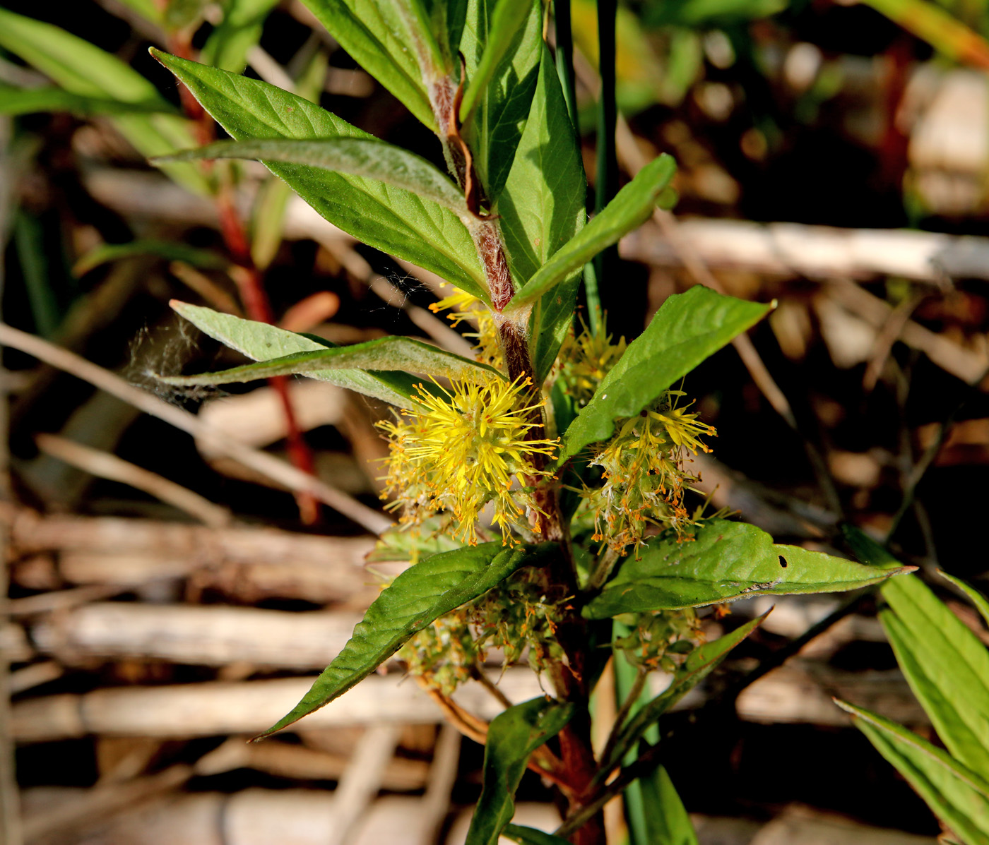 Изображение особи Naumburgia thyrsiflora.