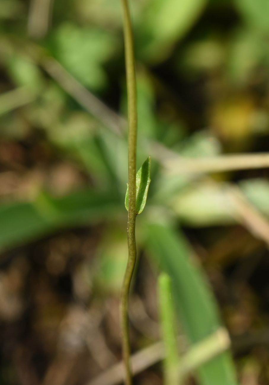 Image of Draba siliquosa specimen.