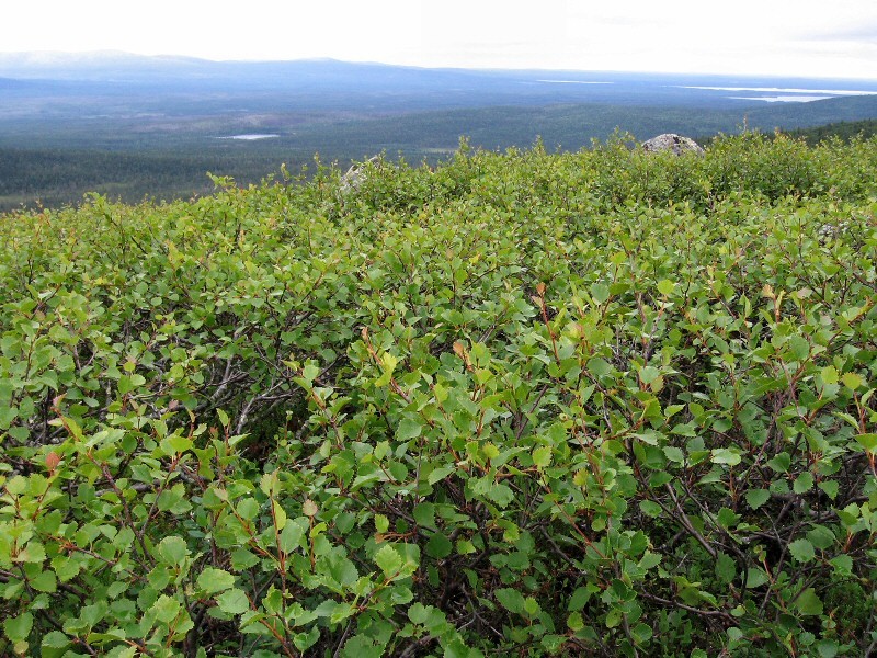 Image of Betula &times; kusmisscheffii specimen.