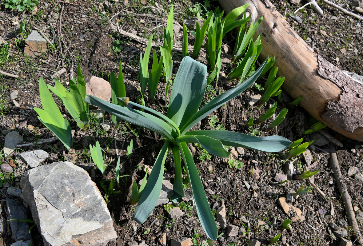 Image of Allium aflatunense specimen.