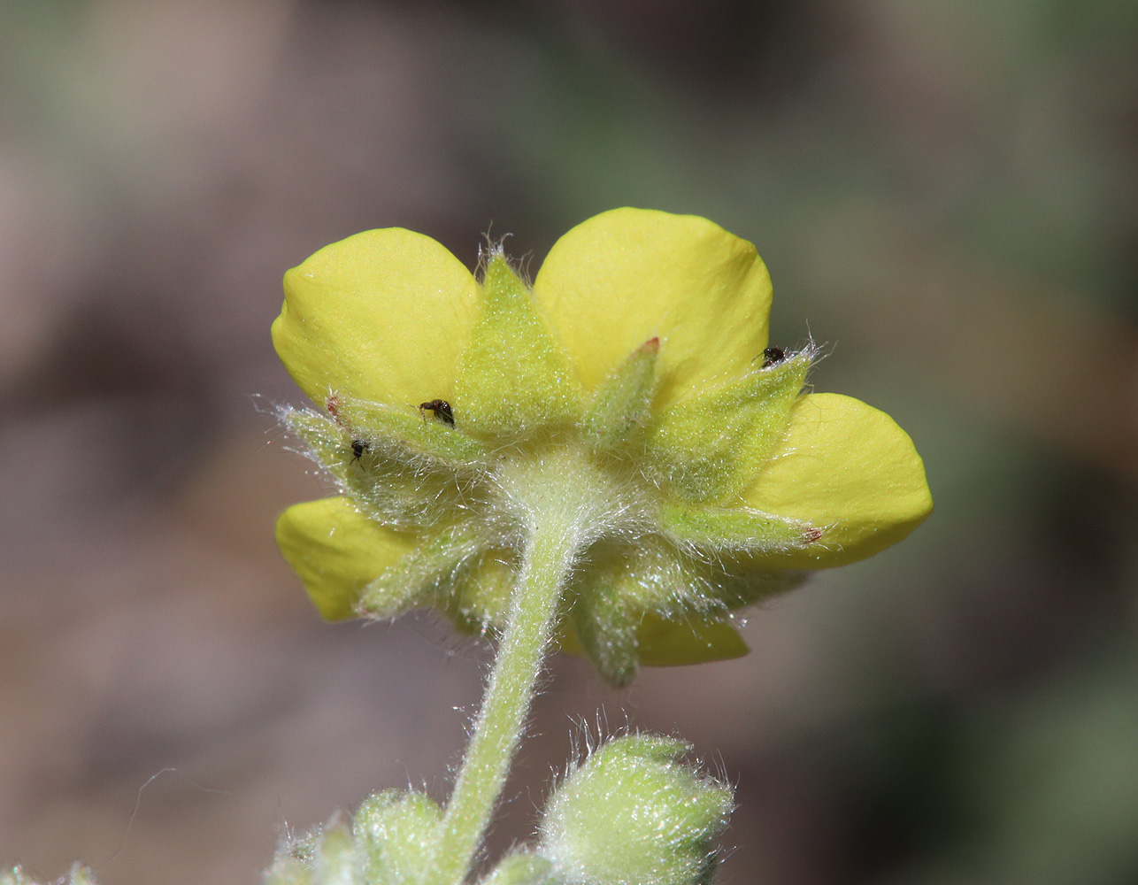 Изображение особи Potentilla sericea.