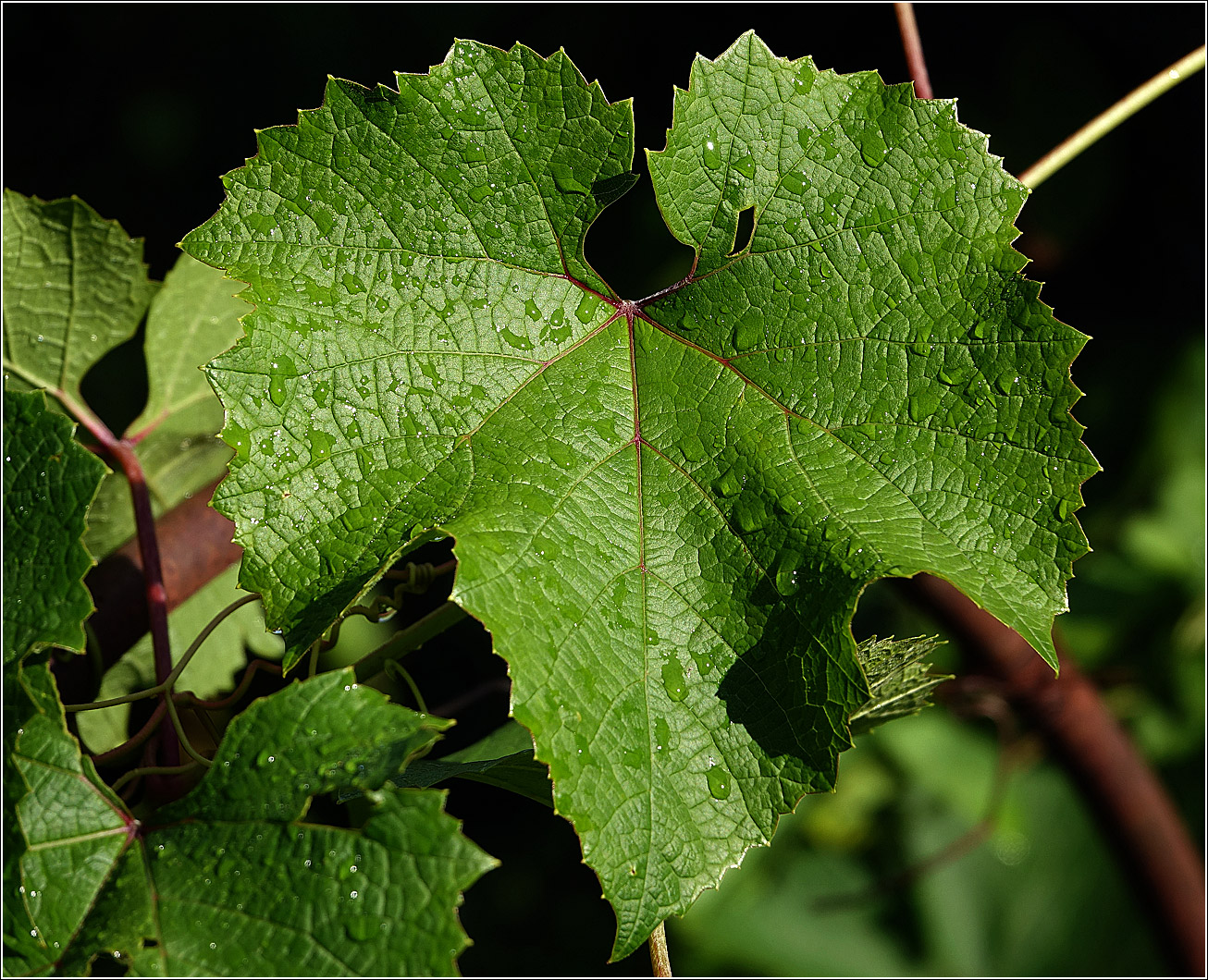 Image of Vitis vinifera specimen.