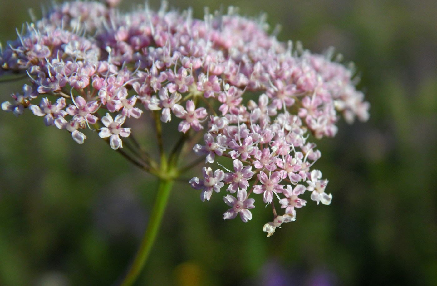 Изображение особи Pimpinella rhodantha.