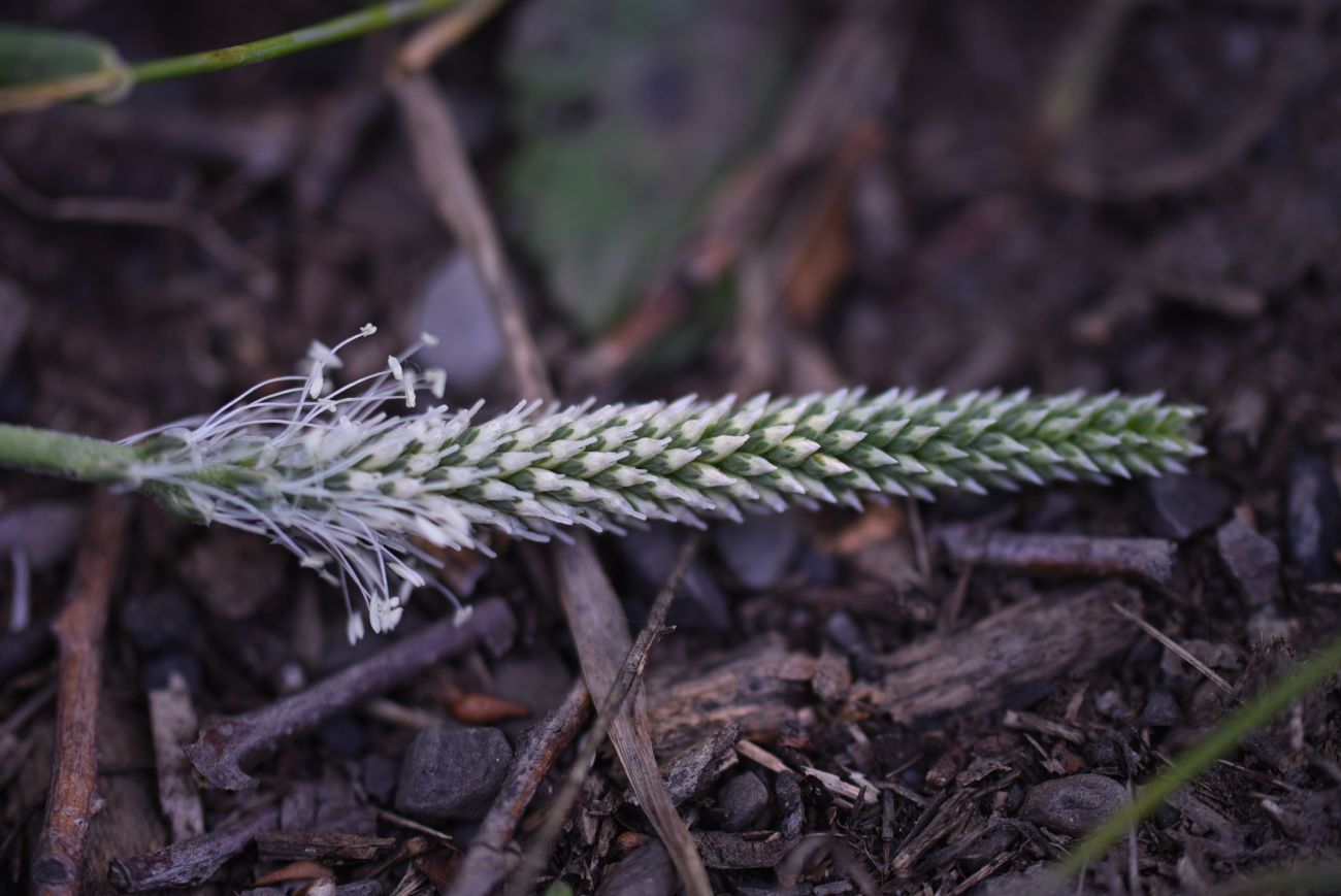 Изображение особи Plantago urvillei.