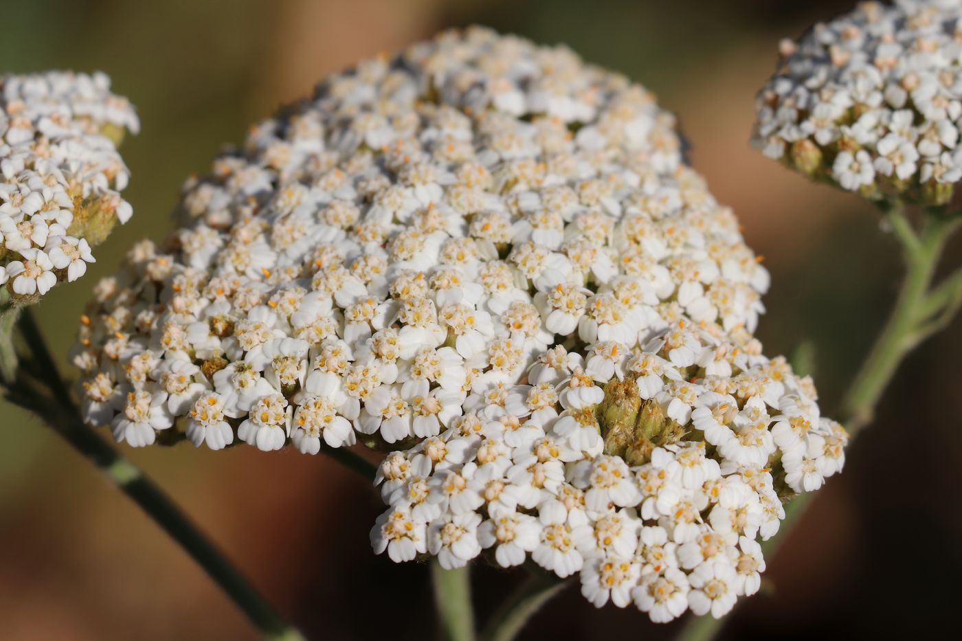 Image of Achillea millefolium specimen.