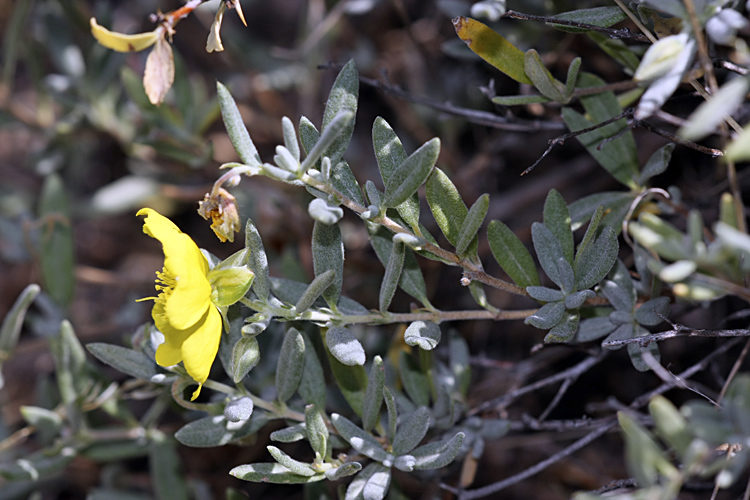 Изображение особи Helianthemum songaricum.