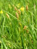 Carex michelii