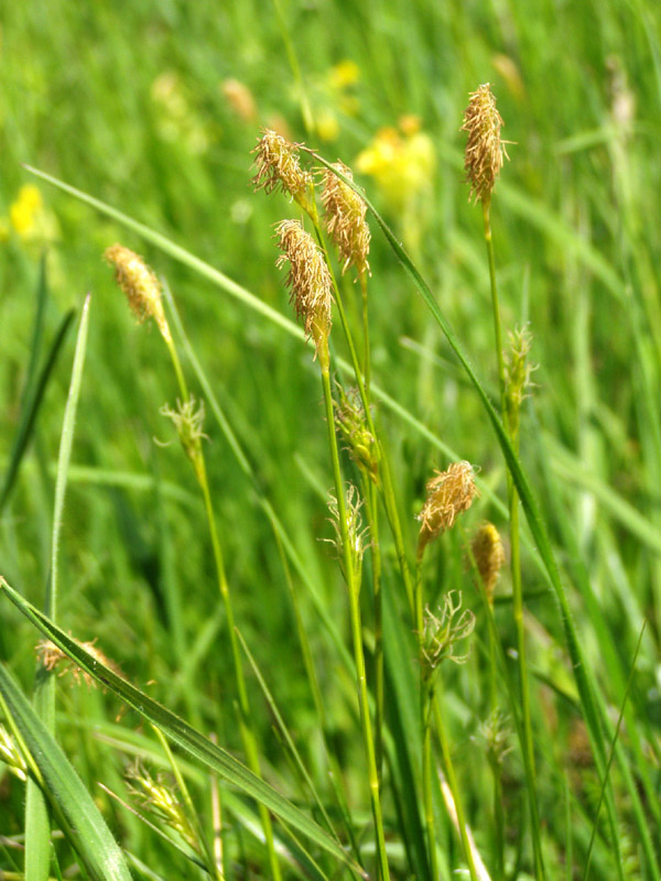 Изображение особи Carex michelii.