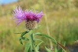 Centaurea alutacea. Верхушка побега с соцветием. Адыгея, Кавказский биосферный заповедник, склон горы Оштен, выс. ≈ 1900 м н.у.м., субальпийский луг. 02.10.2022.