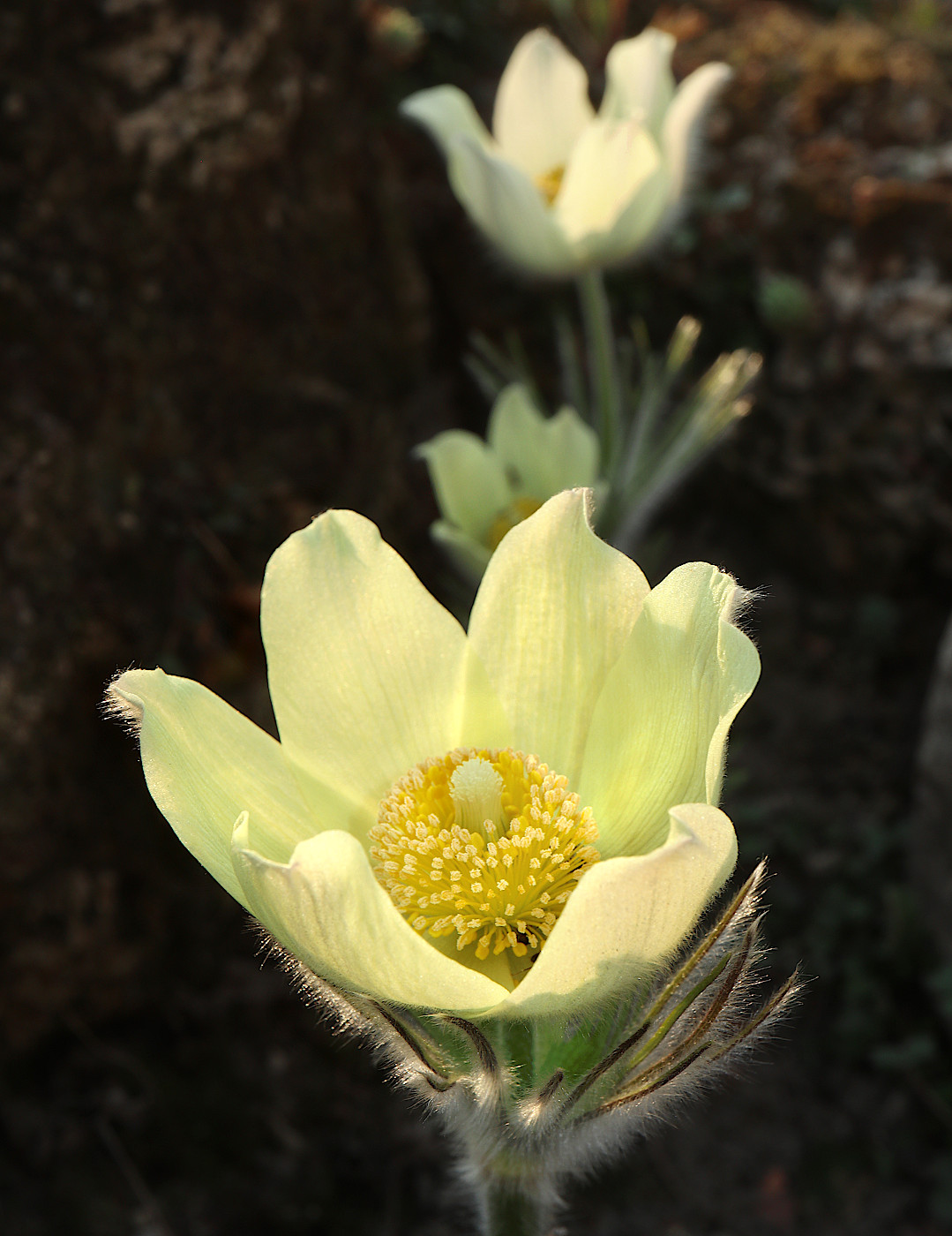 Изображение особи род Pulsatilla.