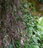 Hedera colchica. Часть ветви. Республика Адыгея, левый борт долины р. Большой Руфабго, скала Парус, вертикальный участок в 1,5 м над тропой. 27 июля 2022 г.