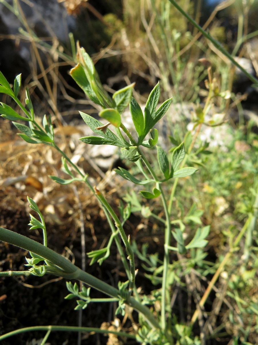 Image of Seseli marginatum specimen.