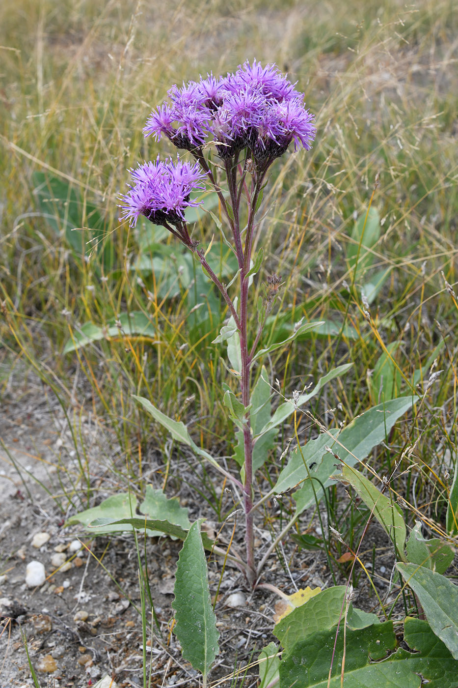 Изображение особи Saussurea amara.