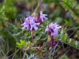 Thymus subarcticus. Соцветия. Кольский п-ов, Кандалакшский берег Белого моря, каменистая коса, воронично-кустарничковая тундра. 19.07.2021.